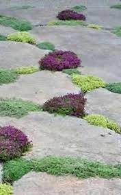 Choosing The Right Creeping Plant Garden Inspiration Beautiful Gardens Outdoor Gardens
