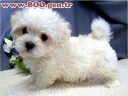 maltese terrier sus kopekleri maltipoo puppy puppies and kitties havapoo puppies