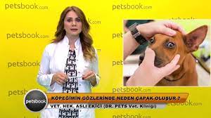 Kopegimin Gozlerinde Neden Capak Olusur Youtube