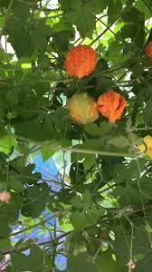 Image result for Momordica foetida