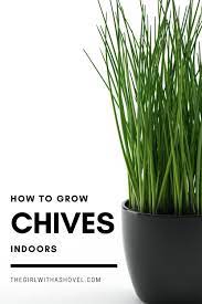 How To Grow Your Chives Indoors Chives Plant Growing Chives Indoor Plant Care