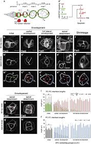 Image result for Monosis