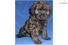 Schnoodle puppies available june 1st. Scout Male Schnoodle Puppy For Sale In Ohio Schnoodle Puppy For Sale Near Akron Canton Ohio 4dd305 Schnoodle Puppy Schnoodle Schnoodle Puppies For Sale