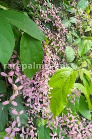 Image result for Congea