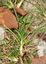 Image result for Eleusine indica