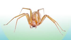 Image result for große winkelspinne biss haut reaktion