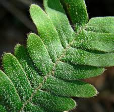 Image result for Pleopeltis