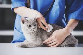 Die kastration ist für nen kater keine große sache. Katze Kastrieren Lassen Infos Zu Ablauf Nachsorge Und Kosten
