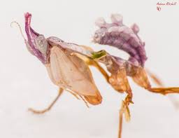 Idolomantis diabroticum (shelford, 1903) idolomantis is a genus of praying mantises in the family empusidae. Idolomantis Diabolica Giant Devil S Flower Mantis For Sale