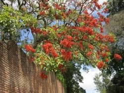 Image result for Erythrina falcata