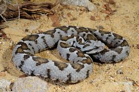 Iirc some snake species hold more than 1 type of venom in their glands, but i'm no expert. Viperidae Wikipedia