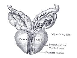 Image result for Prostate Anatomy