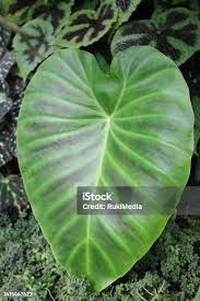 Image result for Remusatia