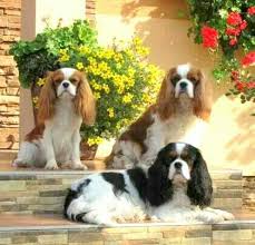 Cavalier King Charles Spaniels Kopek Hayvanlar Hayvanlar Alemi