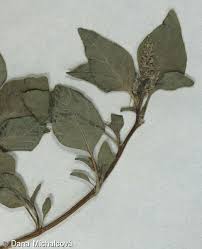 Image result for Amaranthus deflexus