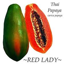 Folks reserve fruit trees for shipment in winter & early spring. Red Lady Dwarf Thai Papaya Short Tree Red Yummy Flesh Imported 10 Fresh Seeds Buy Online In Angola At Angola Desertcart Com Productid 72891368