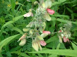 Image result for Tinnea rhodesiana