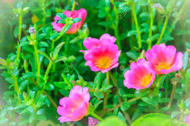 Image result for Portulaca oleracea
