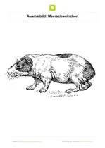 Malvorlage meerschweinchen zum ausdrucken und ausmalen. Ausmalbilder Haustiere Kostenlose Ausmalbilder