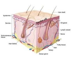 Dermis Diagram Wiring Diagrams