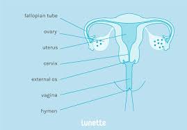 Cutting up diagrams and recreating the internal reproductive system. A Handy Guide To Your Anatomy Lunette Menstrual Cup