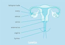 Some cultures associate breast size with sexuality, and. Female Anatomy Reproductive System And Vagina Diagram Lunette