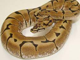 Spider Morph List World Of Ball Pythons Ball Python Ball Python Morphs Python