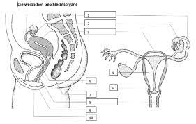Weibliche geschlechtsorgane klasse 8 frontansicht : Die Weiblichen Geschlechtsorgane Diagram Quizlet