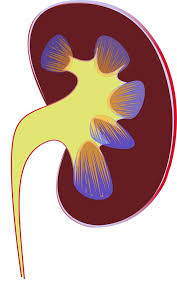 Image result for kidney disease