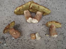 Image result for Boletus separans
