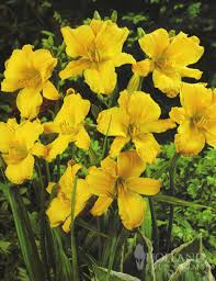 We did not find results for: Stella D Oro Daylily Jumbo Pack Holland Bulb Farms 77100
