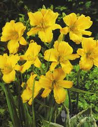 Dimenticate la vita quotidiana e. Stella D Oro Daylily Jumbo Pack Holland Bulb Farms 77100