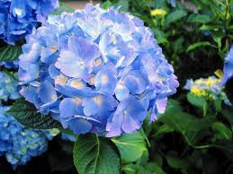 My local florist, grocery store, box stores like costco and. Gardening Are Epsom Salts Good For Hydrangeas The Morning Call