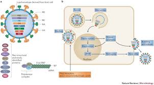 It can be spread by cough and sneezes when a person gets infected by the virus. Enabling The Host Jump Structural Determinants Of Receptor Binding Specificity In Influenza A Viruses Nature Reviews Microbiology
