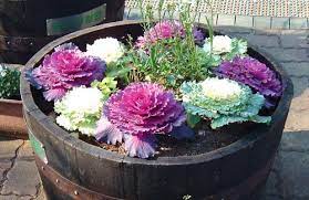 Well look on beds alone and in combination with perennial. Ornamental Kale Brightens Your Fall Garden Illinois Times