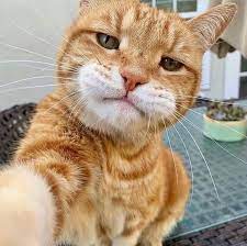 Use them as wallpapers for your mobile or desktop screens. 8 Typical Things Cat Owners Do That Can Break A Cat S Heart And Its Spirit Funny Cat Pictures Cute Cats And Kittens Kittens Cutest