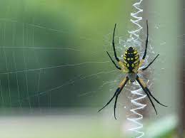 Argiope Aurantia Yellow Garden Spider Black And Yellow Garden Spider Tennessee Spider Picture 42 Garden Spider Spider Pictures Spider