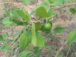 Image result for Strychnos