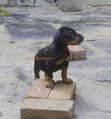 Country of origin the doberman pinscher (also known as a dobermann or affectionately called dober) was bred in germany in the late nineteenth century, almost exclusively as the work of one manâ€louis dobermann. Kci Certified Doberman Puppies For Sale In Chennai Tamilnadu