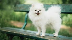 No puppies available at this time. Pomsky Breed Information Pomeranian Siberian Husky Mix