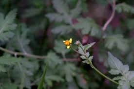Image result for Bidens bipinnata