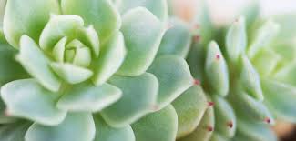 The horticulture experts at the cheyenne botanic gardens recommend setting your christmas cactus in according to the old farmer's almanac, when properly cared for, christmas cacti can live for 20 to 30 years. Succulents Cacti Stein S Garden Home