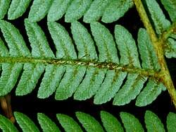 Image result for Cyathea dregei