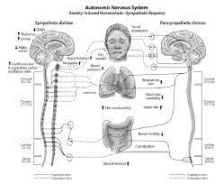 Responses Associated With Sympathetic Dominance The Dual Sided Download Scientific Diagram