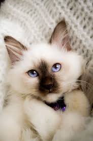 Flanelle 28 12 10 3mois Sacre De Birmanie Chocolat Mon Reve Devenu Realite Pretty Cats Cute Cats And Kittens Cute Cats