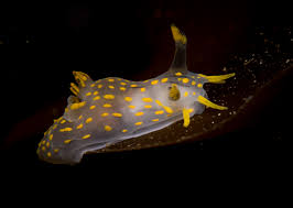 Image result for Eulalia polyneura