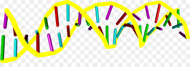 Nukleinsaure Dna Doppelhelix Zeichnen Sinus Doppelhelix Png Herunterladen 3982 1331 Kostenlos Transparent Png Herunterladen