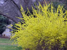 Forsythia Home Garden Information Center