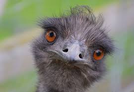 Kiwi Emu Birds That Cannot Fly Emu Stare Cassowary Wild Birds Funny Animals