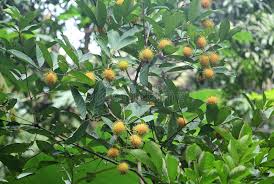 We did not find results for: 3 062 Rambutan Tree Photos Free Royalty Free Stock Photos From Dreamstime